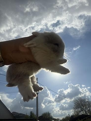 нутрии нутрий: Кролики декоративные, молодые - Описание: ручные пушистые малыши с — 9