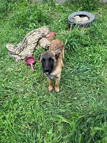 купить таксу: Щенок среднего размера, короткошёрстный, рыжего окраса с чёрной — 1