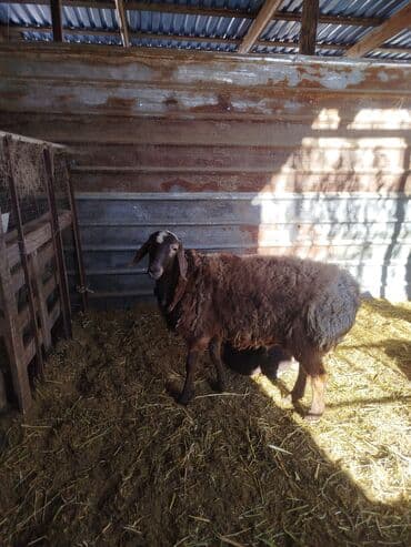 купить собаку породистую: Продаю | Баран (самец) | Эдильбаевская | Для разведения — 5