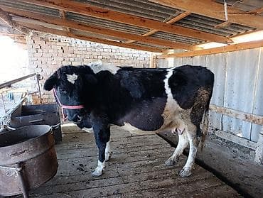 хара: Сатам | Уй (ургаачы) | Сүт алуу үчүн | Байланган — 3