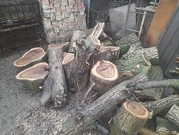 прокат одежды: Дрова Дуб — 6