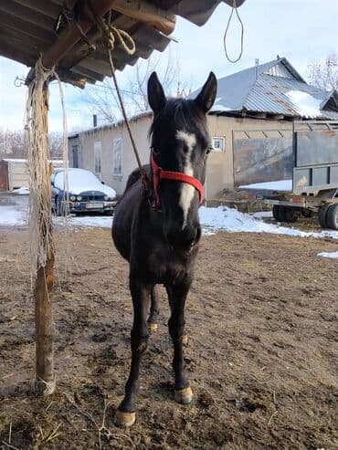 животные лошадь: Продаю | Жеребенок | Полукровка | Для разведения | Племенные — 5