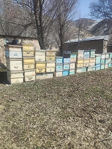 бойцовая птица: Продаются пчелы на высадку и с ульями. рамка рута. тюп звоните — 4