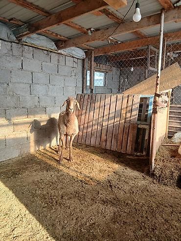 Грызуны: Продаю | Овца (самка) | Для разведения | Матка — 7