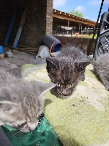 домашний животные: Отдам котят в добрые руки — 2