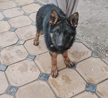 немецкое овчарка: Овчарка, 4 месяца, Самка, С прививкой, С родословной — 1