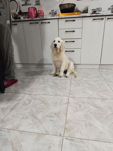 собака даром: Ретривер, 4 месяца, Самец, С родословной — 4