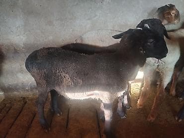 животны: Продаю | Ягненок | На забой — 6