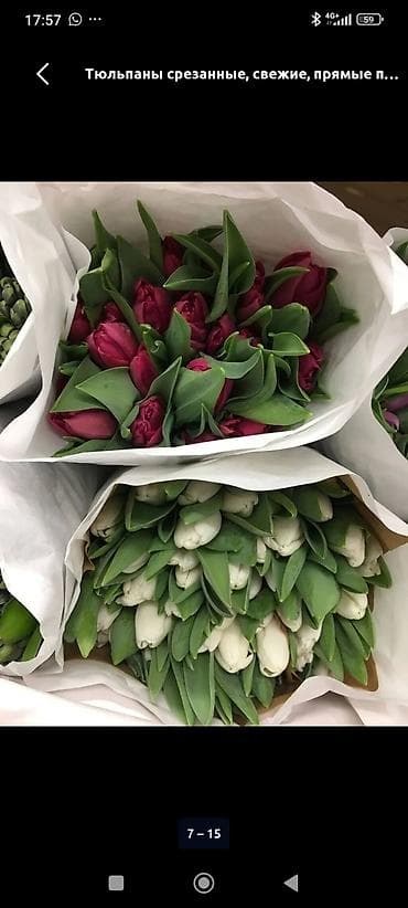 цветы бамбук: Срезанные тюльпаны из теплицы. - Разновидности: бордовые/красные — 1