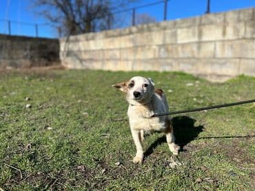 стрижка собак на дому недорого: Ищем дом для молодой стерилизованной девочки. Привита. Привезём сами — 3