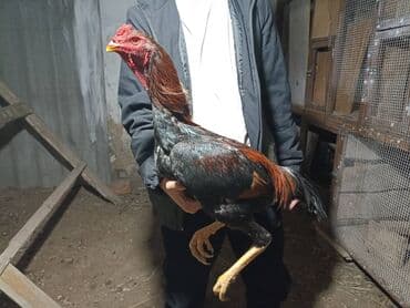 купить домашнюю черепаху: Продаю дакан порода китайц — 2