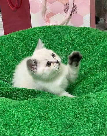 сколько стоит сиамский котёнок: Британская короткошёрстная, 2 месяца, Девочка, Белый, Приучена к лотку — 4