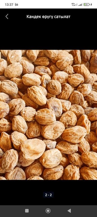 ручная мойка высокого давления: Сушёный абрикос (урюк/кандек)

срочно сатылат 1 тона азыр бишкекте — 2