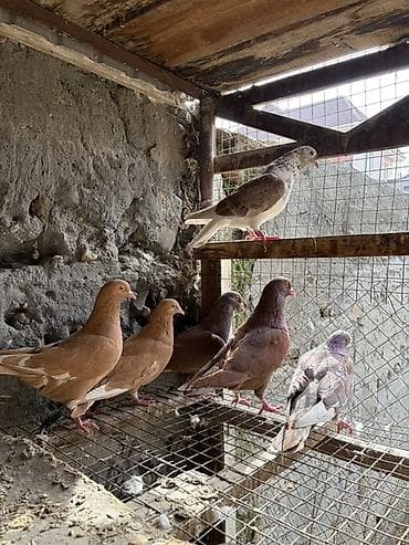 коты бишкек: На продажу голуби разные породы 
Звоните или пишите на вотсап — 7