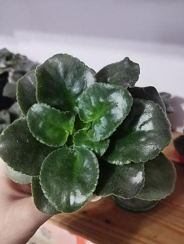 глоксинья: Продаю фиалки есть детки — 4