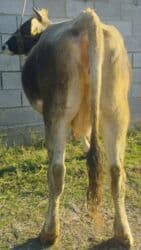 дог порода: Продаю | Корова (самка) | Алатауская, Швицкая | Для молока | Искусственник — 4