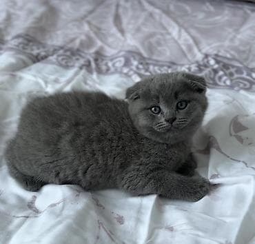 белый шотландский котенок: Скотиш Фолд (Шотландская вислоухая), 2 месяца, Девочка, Голубой, Приучена к лотку — 3