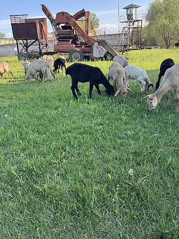 клетка для баранов: Продаю | Овца (самка), Ягненок, Баран (самец) | Гиссарская, Полукровка, Меринос | На забой, Для разведения, Для шерсти | Племенные, Кастрированные, Осеменитель — 3