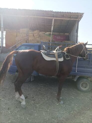 собака охотничий: Продаю | Конь (самец) | Рабочий — 1