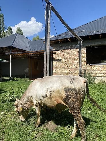 баран живой: Продаю | Бык (самец) | На забой — 1