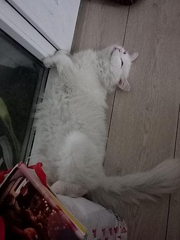 турецкая ангора: Кошка даром: Ангорская, 1 год, Мальчик, Кастрирована — 3