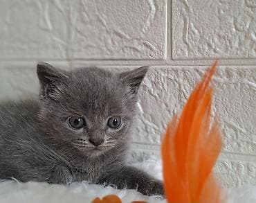 кошка продаётся: Скотиш Страйт (Шотландская прямоухая), 2 месяца, Мальчик, Голубой, Приучена к лотку, Проглистована — 9