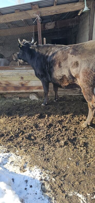 токмок животные: Продаю | Корова (самка), Бык (самец), Тёлка | Полукровка, Алатауская | Для разведения, Для молока | Стельные — 4