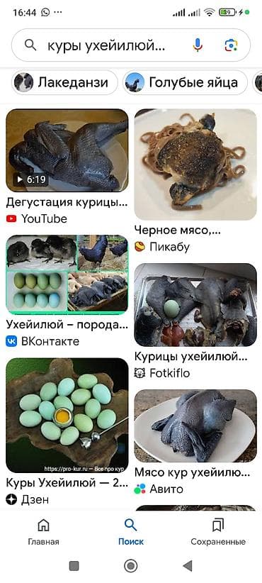 Продаю | Куры | Для разведения at lalafo.kg Продаю | Куры | Для разведения