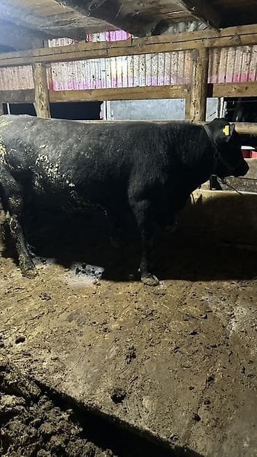 рыба осётр: Продаю | Бык (самец) | Ангус | Для разведения | Осеменитель — 4