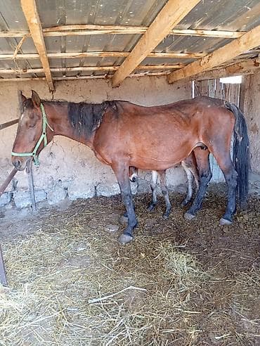 Продаю | Кобыла (самка) | Для разведения