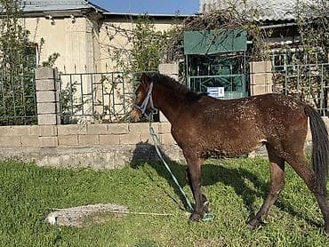 Продаю | Жеребенок | Кара Жорго | Рабочий | Племенные