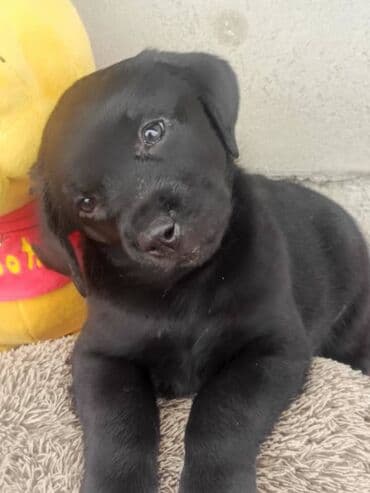 куплю собаку недорого: Лабрадор-ретривер, 2 месяца, Самец, С прививкой, С родословной — 6