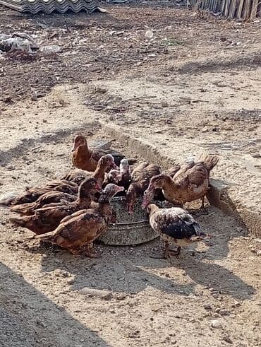 связи с переездом: Мускусные утки (индоутки), молодняк. 11 шт, 6 месячные,1 мать вместе — 1