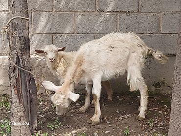 продаю коз: Продаю | Коза (самка) — 3