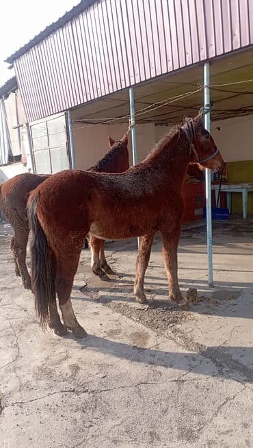 мышык бишкек: Сатам | Бээ (ургаачы) — 7