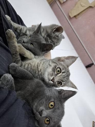 scottish fold: Котята, окрас серый/дымчатый и серый тигровый (табби). Котята — 7