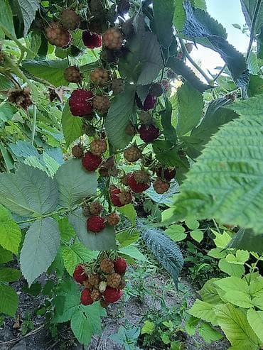 удобрение для малины: Саженцы малины (корневые отпрыски/делёнки) - Свежевыкопанные корневые — 5