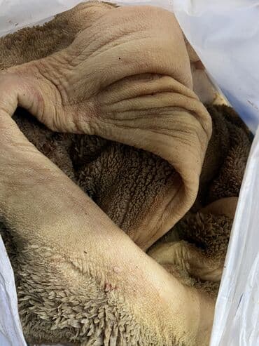 кормушка для баранов: Ниже рыночной стоимости Для собак обрезь,Трибуха. Селезёнки. Лёгкие — 4