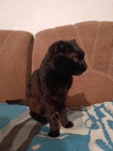 chi su: Продаётся кот 🐾 Ищет заботливых и любящих хозяев замечательный кот! — 3