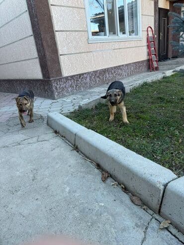 где можно купить кошку в бишкеке: Немецкая овчарка, 4 месяца, Самец, С прививкой — 1