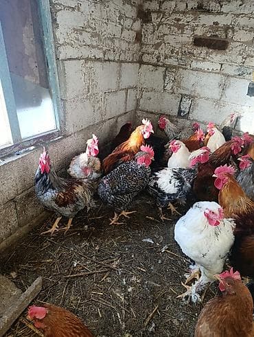 Башка жаныбарлар: Петухи большие — 6