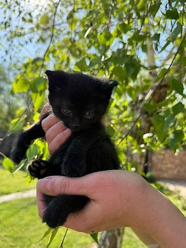 животные кот: Очаровательные котята, мальчик и девочка, оба черные, ищут добрые и — 10