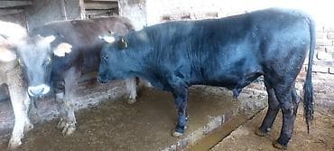 бука 1жаш: Продаю | Бык (самец) — 4