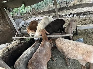 улики для пчел: Продаю | Баран (самец) | Для разведения — 4