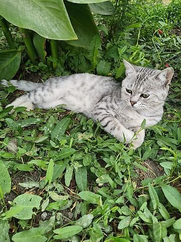 приют для кошек: 1 год, Мальчик, Приучена к лотку — 2