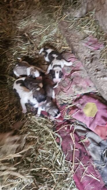 Продажа собак: Щенки от крупной дворовой собаки Описание: - На фото — взрослая — 2