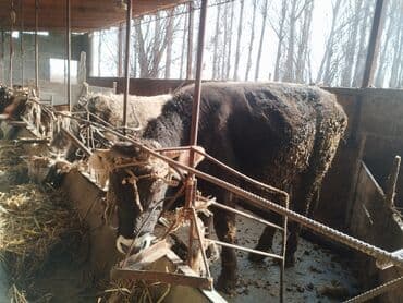 котята простые: Продаю | Бык (самец) | На откорм | Привязанные — 7