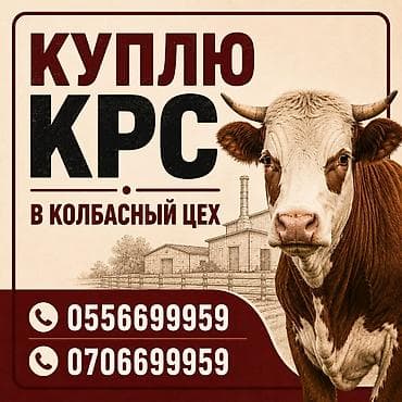 кормовой комплекс: Колбасный цех : Коровы, быки, | На забой, на мясо — 1