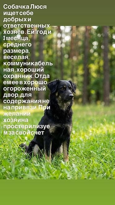 мопс собаки: Собака даром: Дворняжка, 1 год, Самка — 1