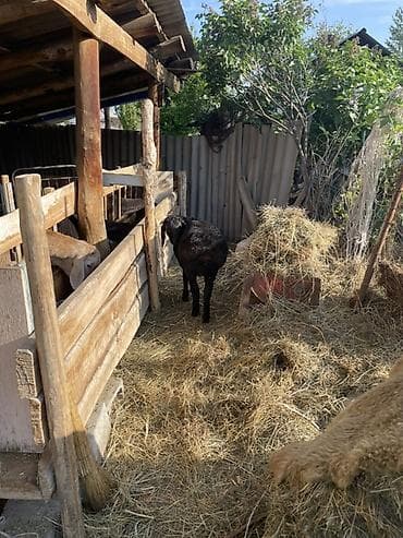 Продам с/х животных: Продаю | Овца (самка), Ягненок | Арашан | Для разведения | Племенные, Ярка — 4